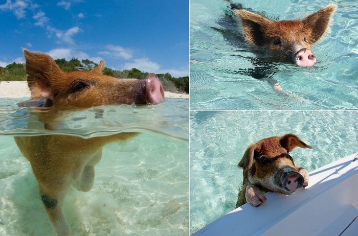 Водоплавающие свинки у берегов Биг Мэйджор Кэй (Big Major Cay)