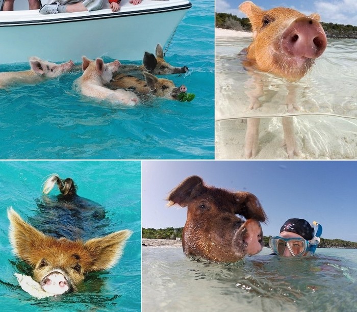 Остров Big Major Cay, единственный курорт для свинок