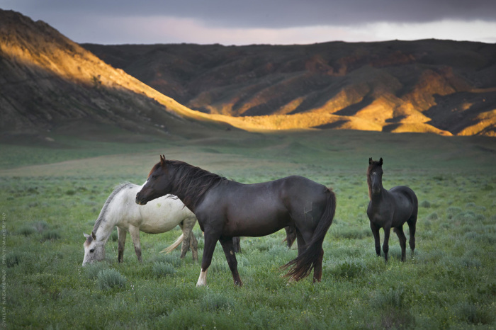 Полудикие лошади в Долине Замков. / Фото: Юля Назаренко.