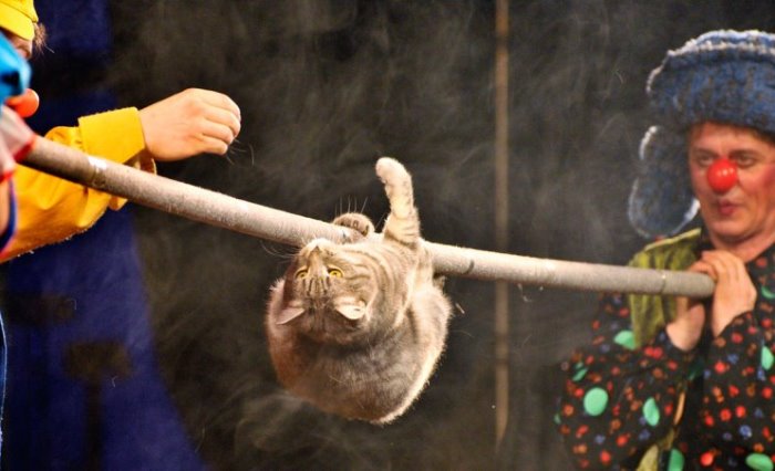 Артисты *Театра кошек* Куклачева во время выступления | Фото: udivitelno.com