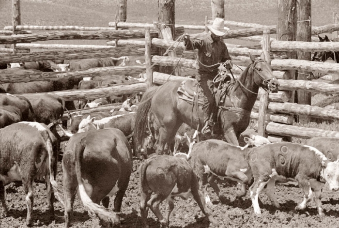 Ковбой за работой, Монтана, 1939