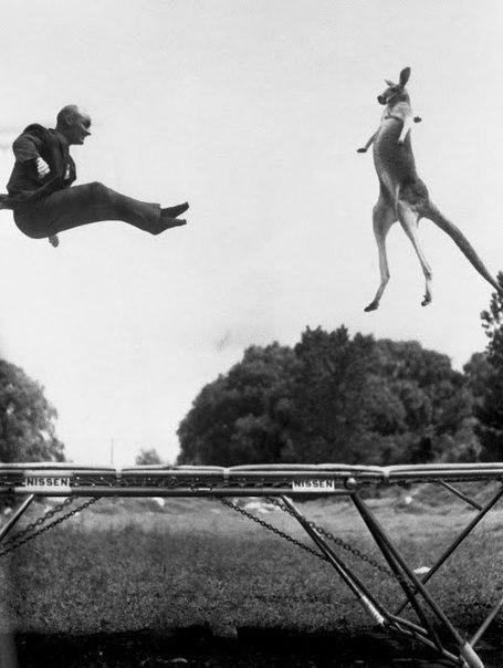 Изобретатель батута Джордж Ниссен прыгает на батуте с кенгуру в 1960-ом году. 