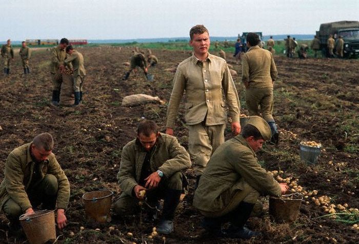 Привлечение к сельскохозяйственным работам военнослужащих. СССР, 1980-е годы.