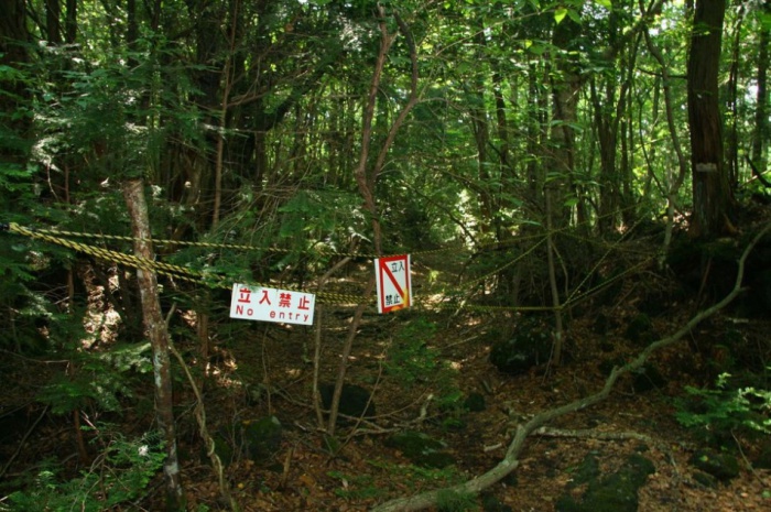 Лес Аокигахара Дзюкай в котором и по сей день совершаются ритуальные самоубийства. Япония, остров Хонсю. 