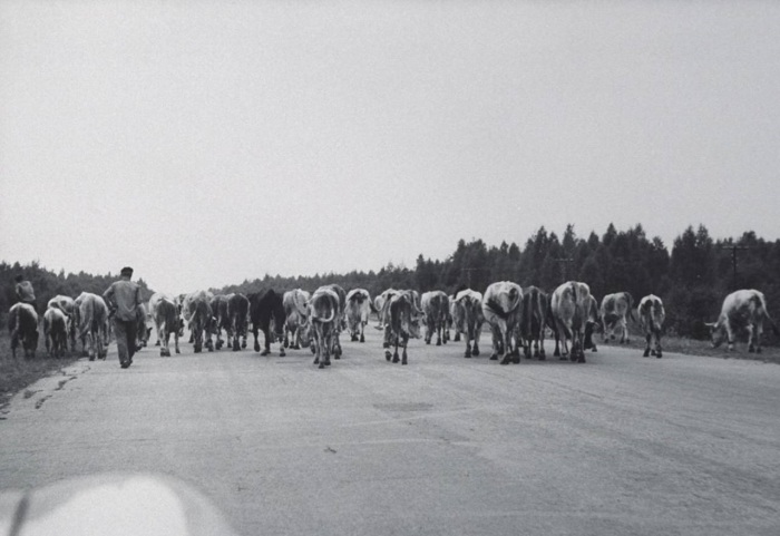 Стадо коров идущие по дороге. СССР, Москва, 1960 год.
