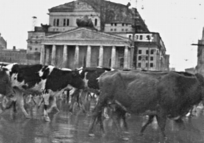 Массовая эвакуация скота через Москву в 1941 году. 