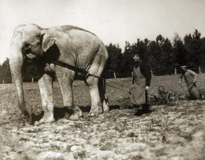Слон из зоопарка, запряженный в плуг. Окрестности Софии, Болгария, 1910 год.