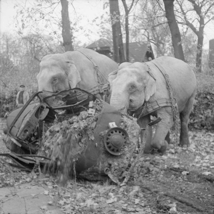 Цирковые слоны Кири и Мэни участвуют в уборке мусора с улиц разбомбленного Гамбурга. Германия, ноябрь 1945 года. 