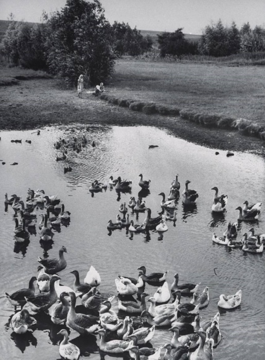 Плавающие на пруду гуси. СССР, 1960 год.