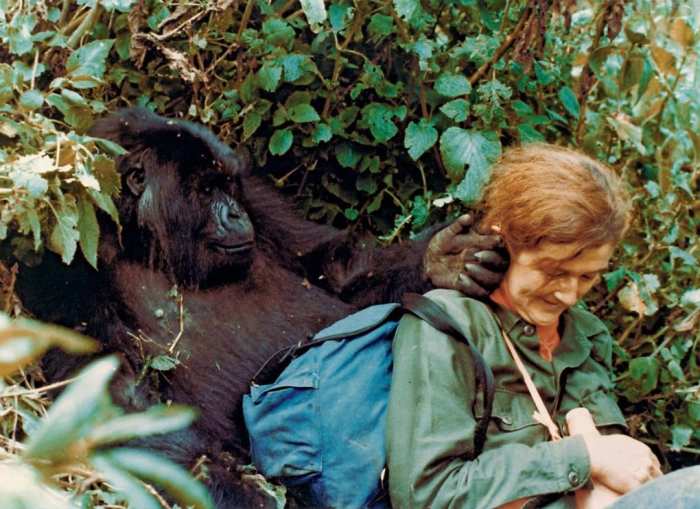 Дайан Фосси - выдающийся этолог и популяризатор охраны природы. Руанда, 1980-е годы.