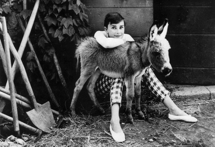 Фотография Одри Хепберн c домашним ослом. 
