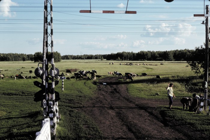 Стадо коров к востоку от Барабинска в южной части Западной Сибири.