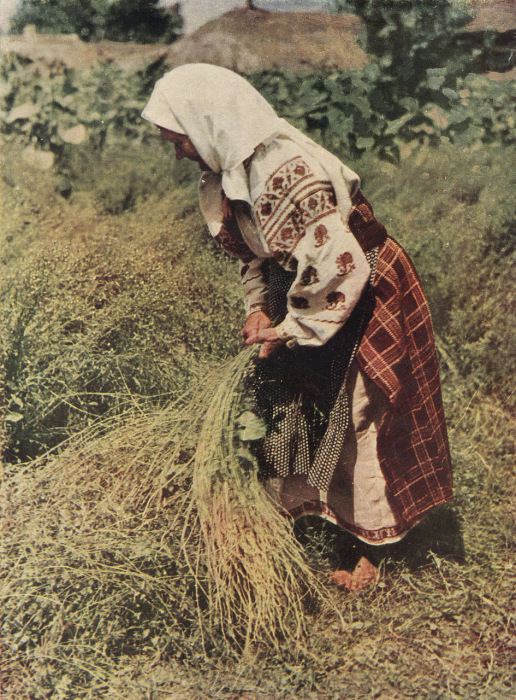 Пожилая женщина в вышитой сорочке и плахте. Село Перелюб, Холминского района, Черниговской области, 50-е годы ХХ века.