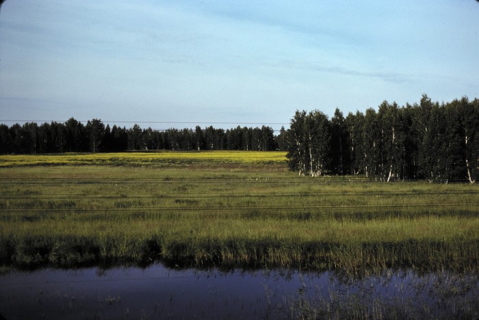 Березовый лес в окрестностях Омска. СССР, Омск, 1979 год. 