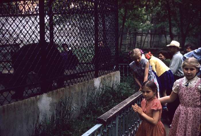 Дети, смотрящие на медведя в зоопарке. СССР, Харьков, 1959 год.