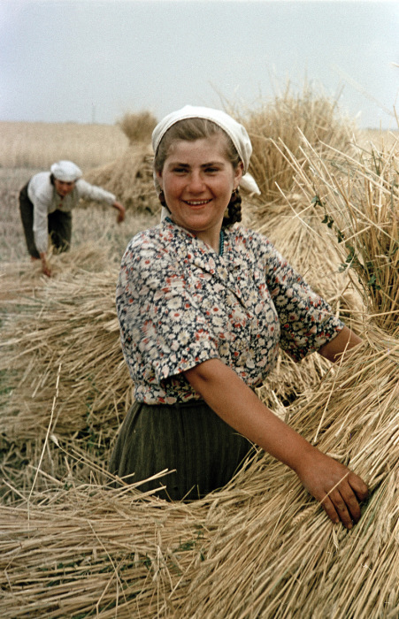Сбор урожая пшеницы на украинском совхозе. Украина, 1950-е годы. Фото: Semyon Osipovich Friedland.