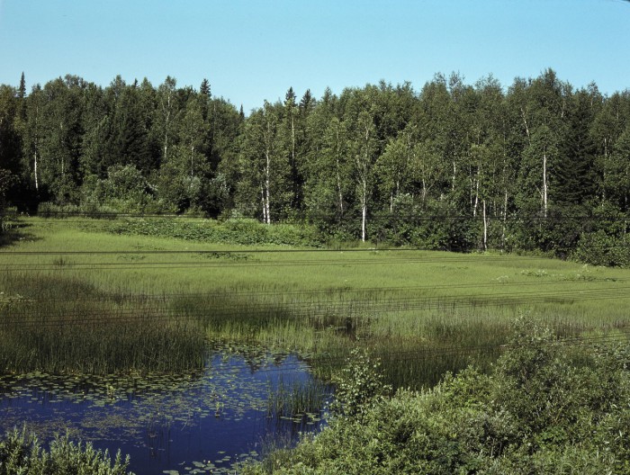  Болота и лес в Мариинской области. 