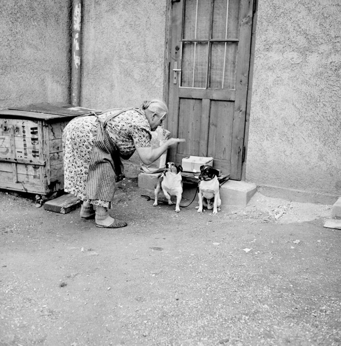 Непослушный пес. Германия, 1956 год.