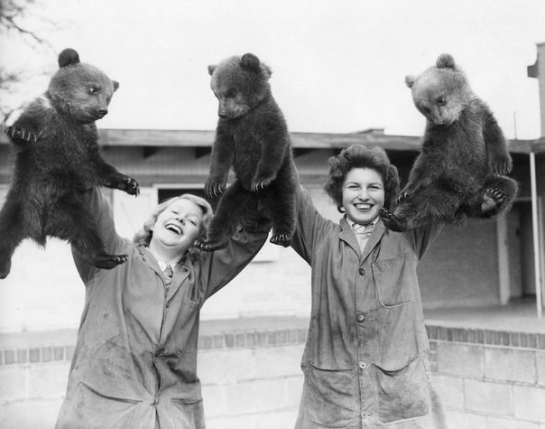 Первая фотография трёх бурых медвежат в Уипснейдском зоопарке. Великобритания, 1959 год.