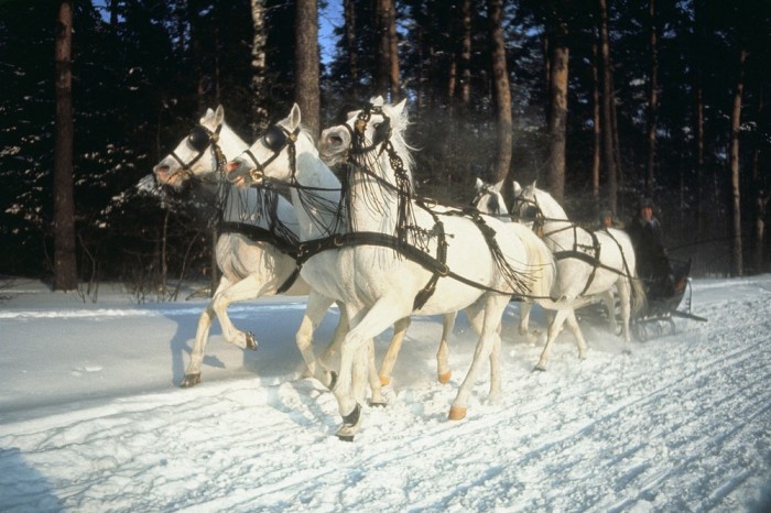 Сани, запряженные пятеркой лошадей. СССР, Ленинград, 1965 год.