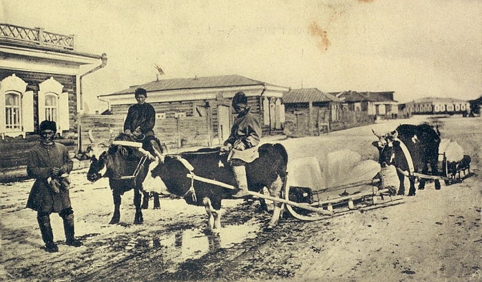 Якуты везущие глыбы льда на быках. Якутская область, начало 20 века.