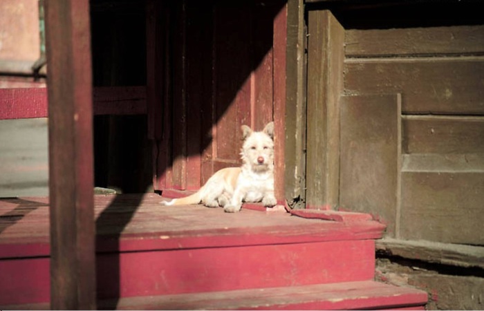 Собака на крыльце деревянного дома. СССР, Иркутск, 1988 год.