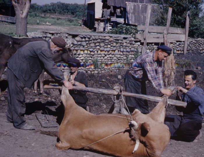 Нелегкая работа. СССР, Грузия, 1963 год.