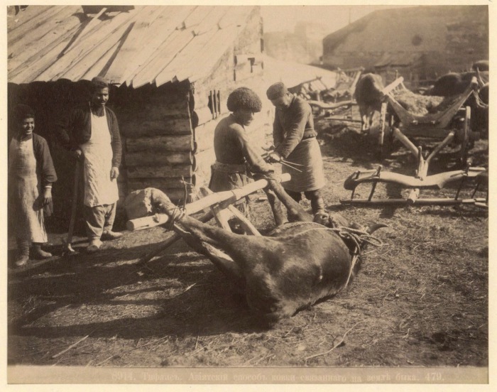  Азиатский способ ковки быка. Тифлис, 1890 год.  