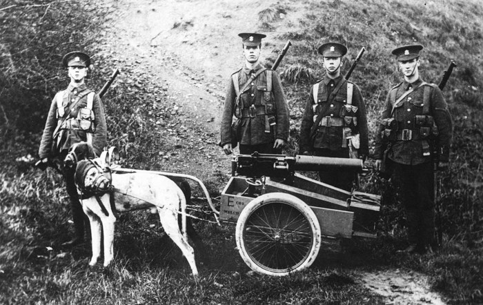 Собачья упряжка, используемая в британской армии для транспортировки пулемета и боеприпасов.