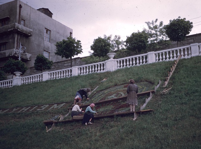 Женщины, украшающие газон. СССР, Харьков, 1959 год.