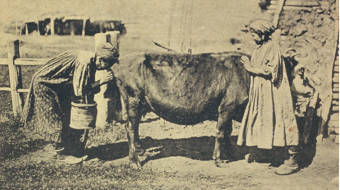 Якутки пришли доить корову. Якутская область, начало 20 века.