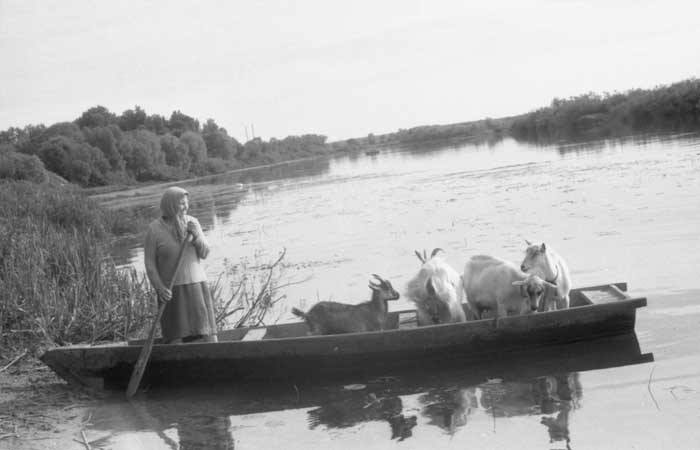 Крестьянка переправляет коз на другой берег реки Сож.
