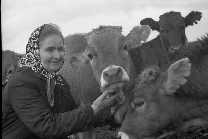 «Я коров люблю как своих детей, свою семью...»