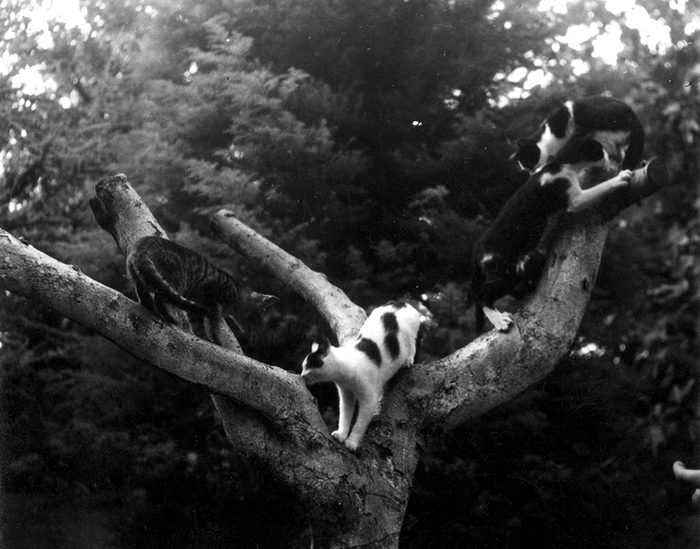 Кошки Хэмингуэя на дереве. Куба, Сан-Франциско де Паула, Финка Вихия. 