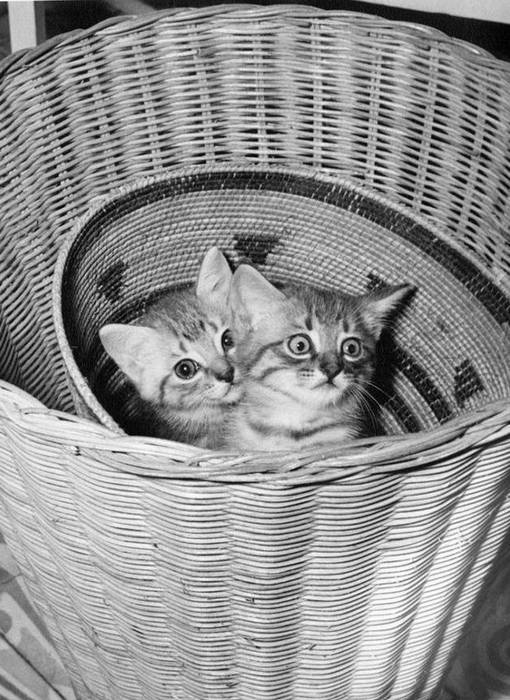 Котята Кристобаль и его сестра Иззи играют в корзине.
