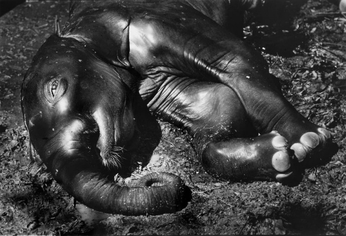 Погибший от болезни слонёнок, 1950-е годы.