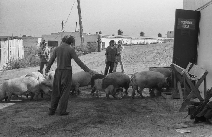 Загонщики на свиноферме. СССР, Новокузнецк, 1983 год. Автор фотографии: Vladimir Vorobyov.