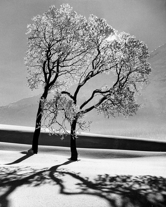 Деревья в снегу. Швейцария, коммуна Санкт-Мориц, 1947 год.