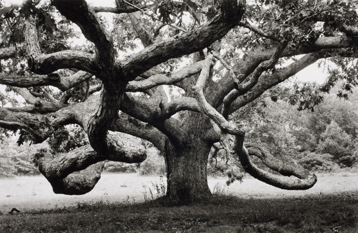 Огромный дуб в Тисбери, штат Массачусетс. США, 1968 год.