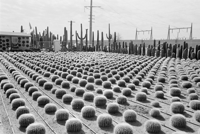 Выращивание дорогих кактусов. США, Аризона, 1977 год.
