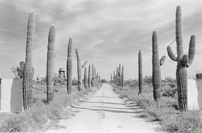Гигантские кактусы в пустыне. США, Аризона, 1980 год.