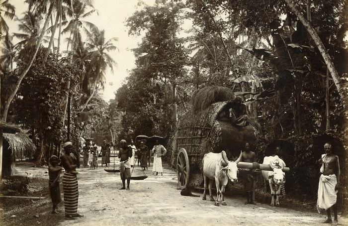 Повседневная жизнь сингальцев в 1880-х годах на чёрно-белых фотографиях.