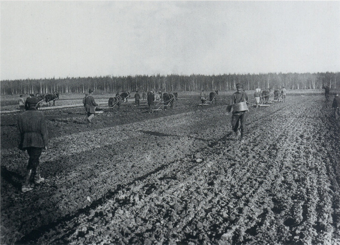 Крестьяне засевают поле. Россия, 1900-е годы.