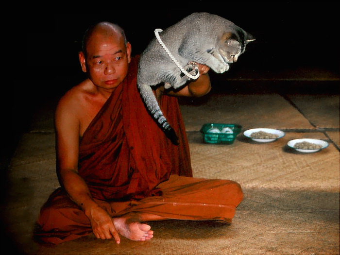 Буддистский монах в Монастыре прыгающих кошек. | Фото: inledaytours.com.