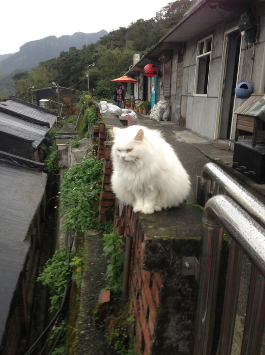 Кошка, осматривающая Хутонг. | Фото: flickr.com.