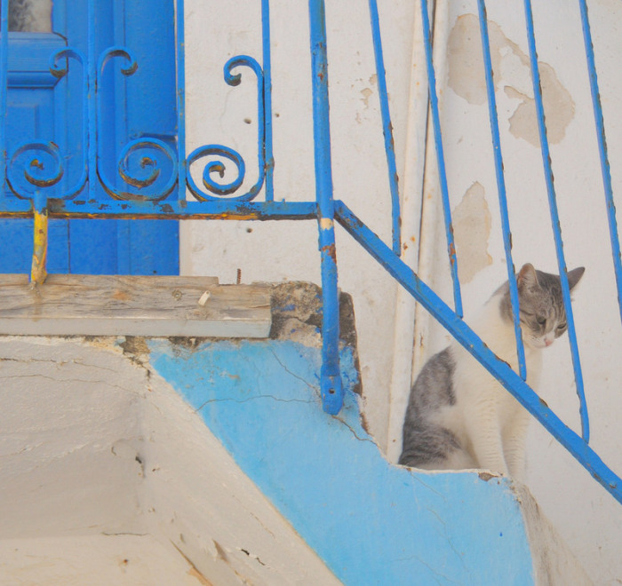 Кошка в старой части Хора. | Фото: flickr.com.