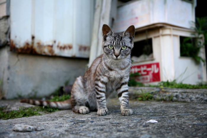 Котенок с острова Тасиро. | Фото: flickr.com.