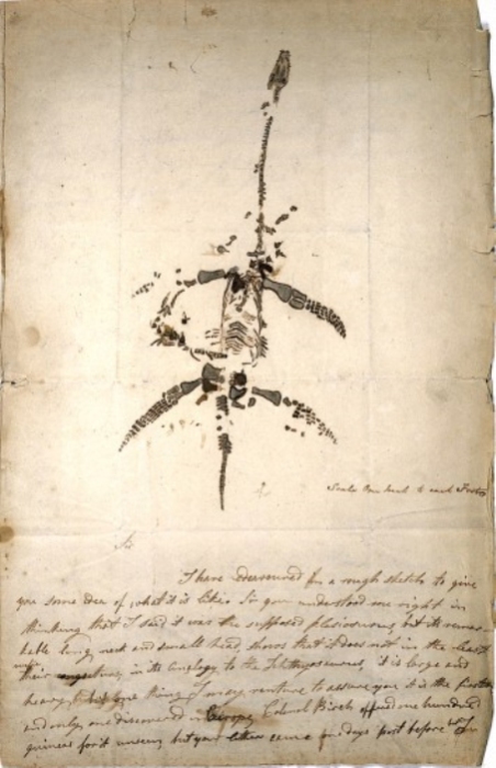 Письмо и рисунок Мэри Эннинг 1823 года объявляет об открытии ископаемого животного, теперь известного как плезиозавр. | Фото: atlasobscura.com.