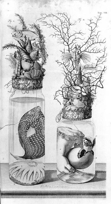 Заспиртованные части тела, рыбы и растении на гравюре Фредерика Рюйша. | Фото: commons.wikimedia.org.