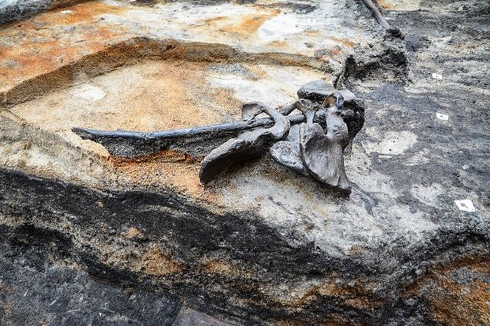 Четыре тазовые кости, найденные в Алкен Энге. | Фото: cas.au.dk.
